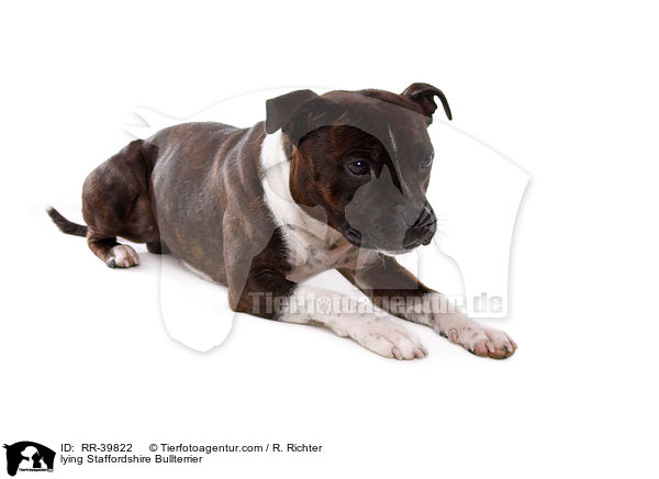 liegender Staffordshire Bullterrier / lying Staffordshire Bullterrier / RR-39822