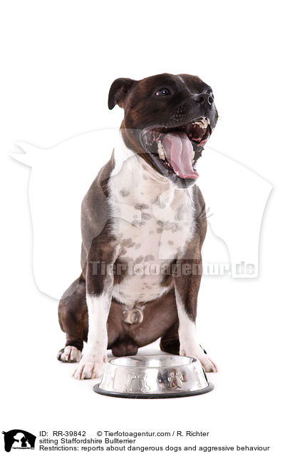 sitzender Staffordshire Bullterrier / RR-39842