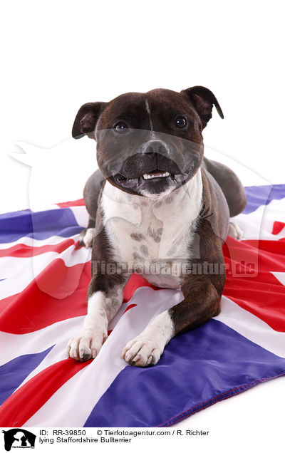 liegender Staffordshire Bullterrier / lying Staffordshire Bullterrier / RR-39850