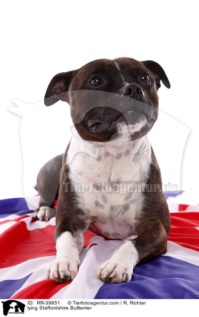 liegender Staffordshire Bullterrier / lying Staffordshire Bullterrier / RR-39851