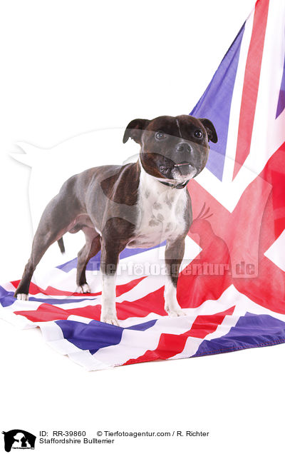 Staffordshire Bullterrier / Staffordshire Bullterrier / RR-39860