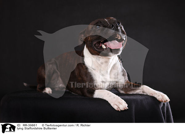 liegender Staffordshire Bullterrier / lying Staffordshire Bullterrier / RR-39861