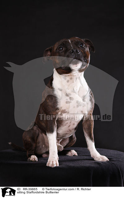 sitzender Staffordshire Bullterrier / sitting Staffordshire Bullterrier / RR-39865