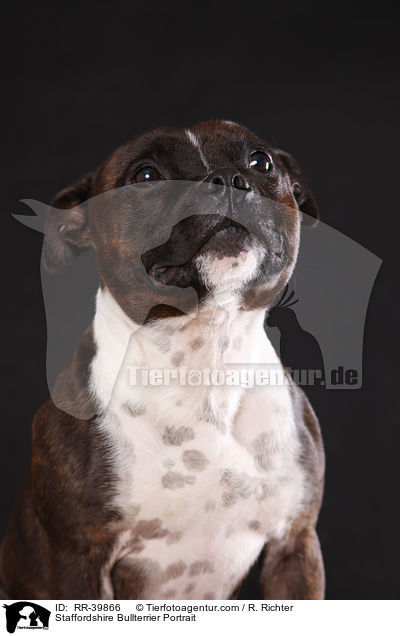 Staffordshire Bullterrier Portrait / Staffordshire Bullterrier Portrait / RR-39866