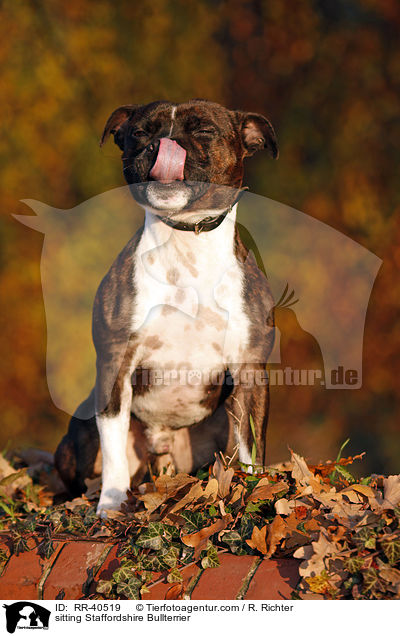 sitzender Staffordshire Bullterrier / sitting Staffordshire Bullterrier / RR-40519