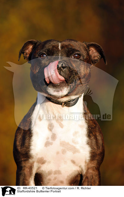 Staffordshire Bullterrier Portrait / Staffordshire Bullterrier Portrait / RR-40521