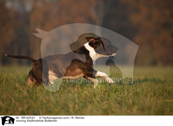 rennender Staffordshire Bullterrier / running Staffordshire Bullterrier / RR-40534