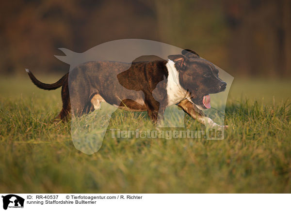 rennender Staffordshire Bullterrier / running Staffordshire Bullterrier / RR-40537