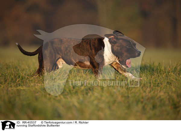 running Staffordshire Bullterrier / RR-40537