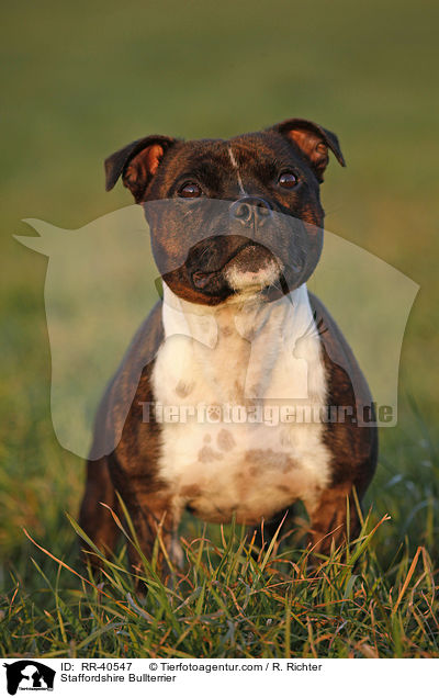 Staffordshire Bullterrier / RR-40547