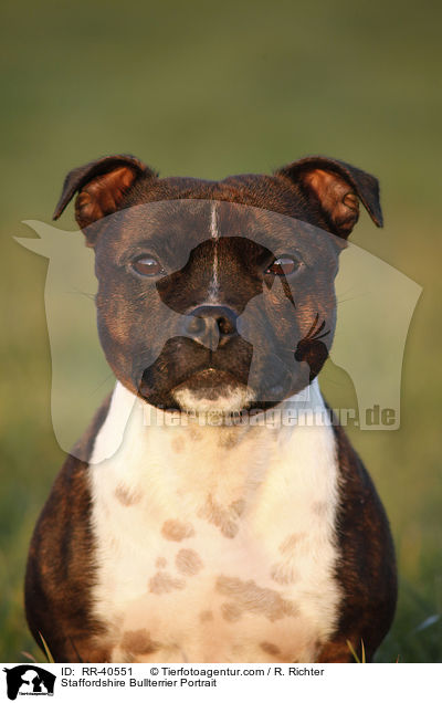 Staffordshire Bullterrier Portrait / RR-40551
