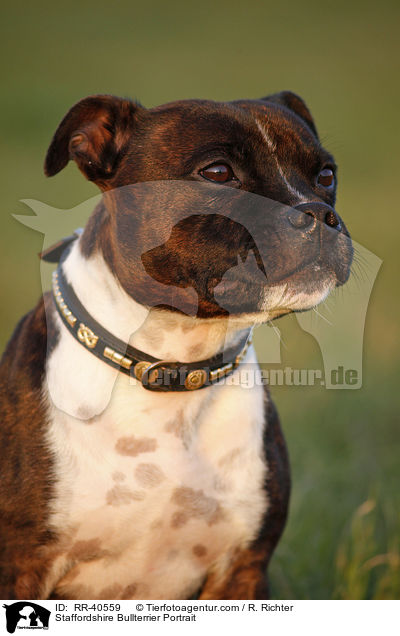 Staffordshire Bullterrier Portrait / RR-40559