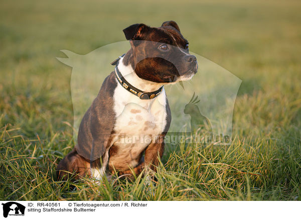 sitting Staffordshire Bullterrier / RR-40561