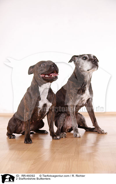 2 Staffordshire Bullterrier / 2 Staffordshire Bullterriers / RR-46092