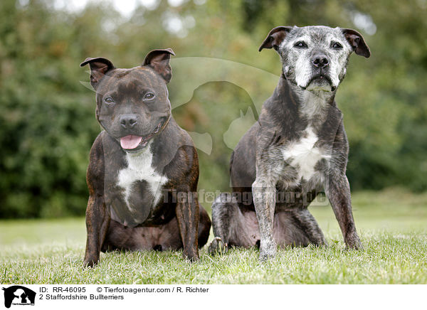 2 Staffordshire Bullterrier / 2 Staffordshire Bullterriers / RR-46095