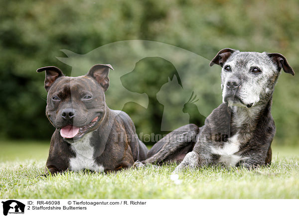 2 Staffordshire Bullterrier / 2 Staffordshire Bullterriers / RR-46098
