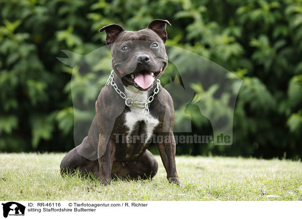 sitzender Staffordshire Bullterrier / sitting Staffordshire Bullterrier / RR-46116