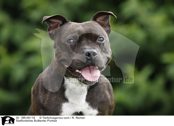Staffordshire Bullterrier Portrait / Staffordshire Bullterrier Portrait / RR-46118