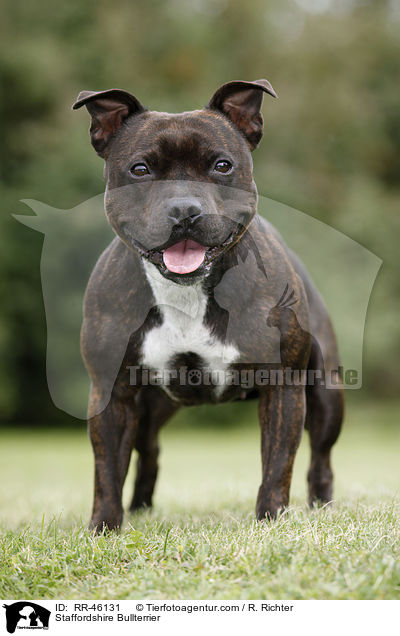 Staffordshire Bullterrier / RR-46131