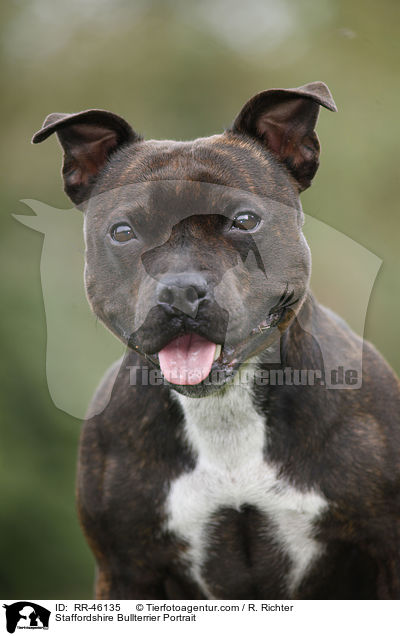 Staffordshire Bullterrier Portrait / RR-46135