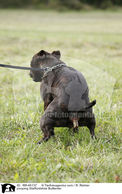 Staffordshire Bullterrier verrichtet sein Geschft / pooping Staffordshire Bullterrier / RR-46137