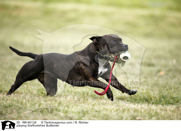 playing Staffordshire Bullterrier / RR-46138