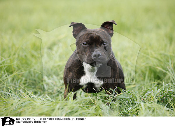 Staffordshire Bullterrier / RR-46149