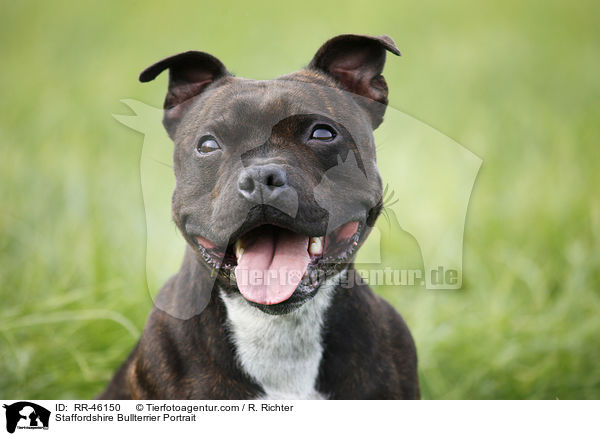 Staffordshire Bullterrier Portrait / RR-46150