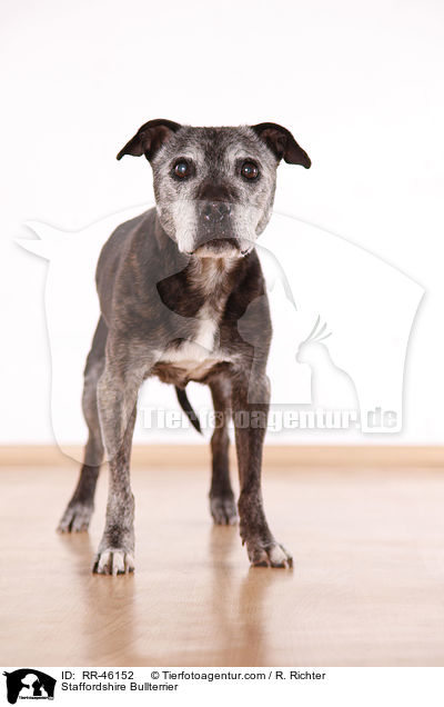 Staffordshire Bullterrier / RR-46152