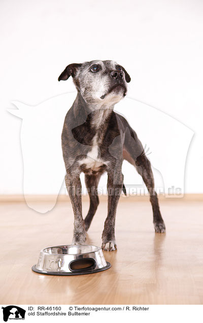 old Staffordshire Bullterrier / RR-46160