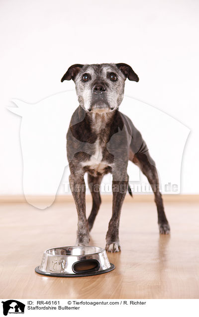 Staffordshire Bullterrier / RR-46161