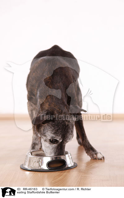eating Staffordshire Bullterrier / RR-46163