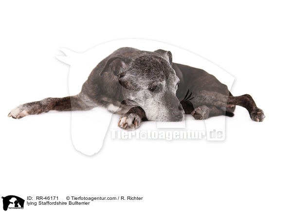 liegender Staffordshire Bullterrier / lying Staffordshire Bullterrier / RR-46171