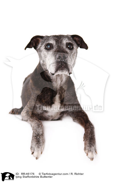 liegender Staffordshire Bullterrier / lying Staffordshire Bullterrier / RR-46176