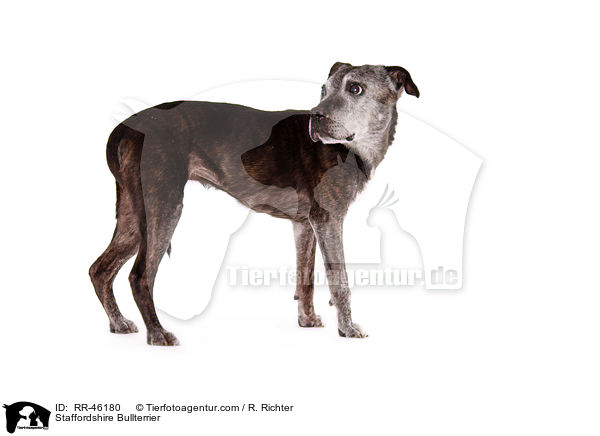 Staffordshire Bullterrier / Staffordshire Bullterrier / RR-46180