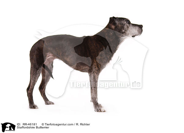 Staffordshire Bullterrier / Staffordshire Bullterrier / RR-46181
