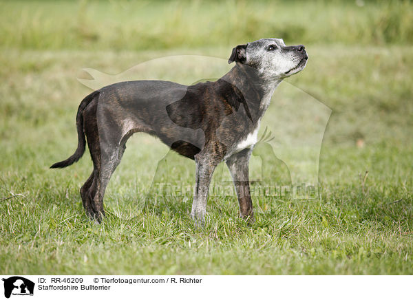 Staffordshire Bullterrier / RR-46209