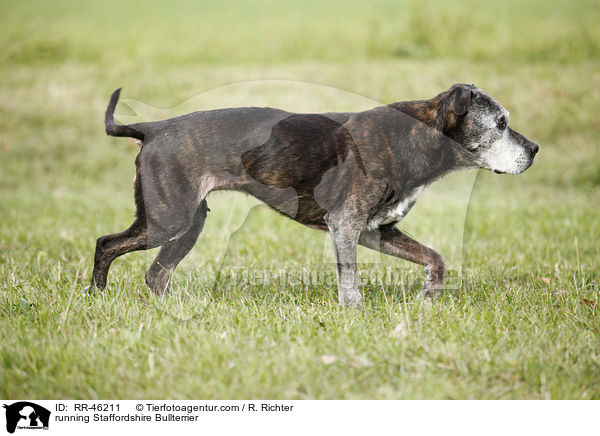 running Staffordshire Bullterrier / RR-46211