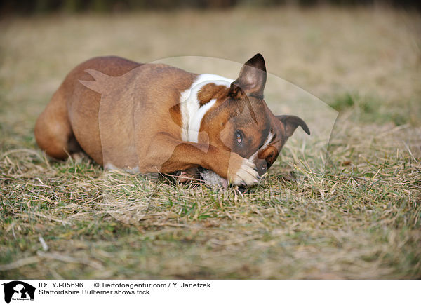 Staffordshire Bullterrier zeigt Trick / Staffordshire Bullterrier shows trick / YJ-05696