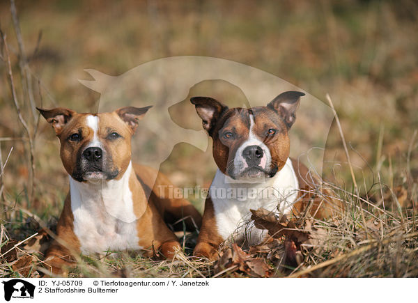 2 Staffordshire Bullterrier / YJ-05709