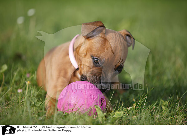 playing Staffordshire Bullterrier Puppy / RR-54751