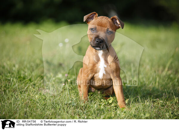 sitting Staffordshire Bullterrier puppy / RR-54756
