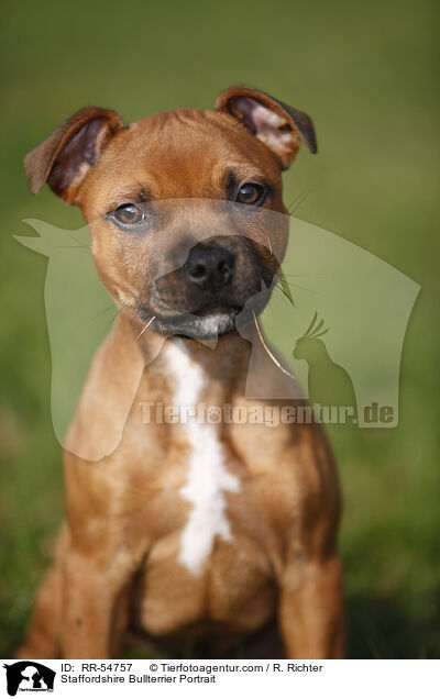 Staffordshire Bullterrier Portrait / RR-54757