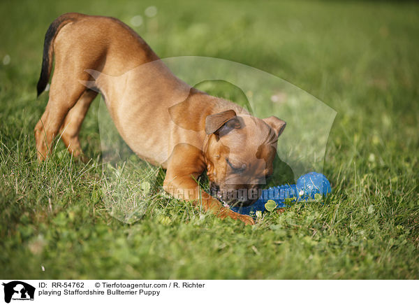 playing Staffordshire Bullterrier Puppy / RR-54762