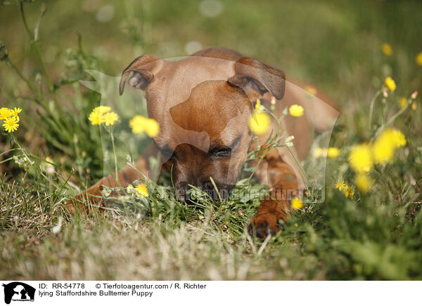 liegender Staffordshire Bullterrier Welpe / lying Staffordshire Bullterrier Puppy / RR-54778
