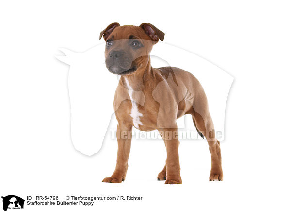 Staffordshire Bullterrier Puppy / RR-54796