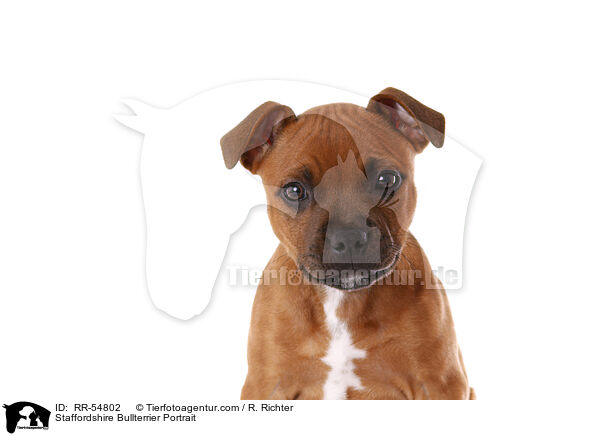 Staffordshire Bullterrier Portrait / RR-54802