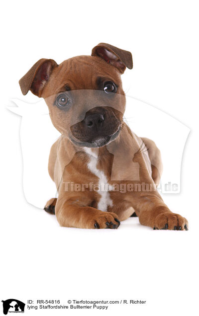lying Staffordshire Bullterrier Puppy / RR-54816