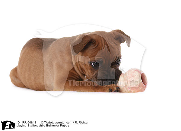 playing Staffordshire Bullterrier Puppy / RR-54818