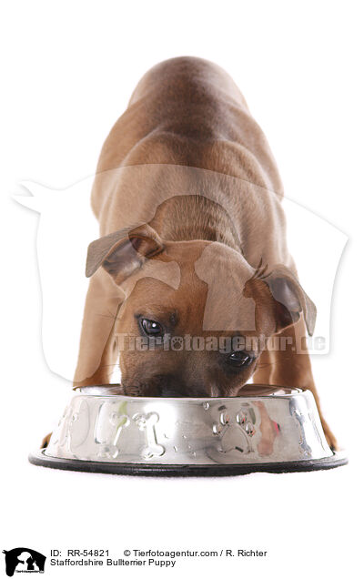 Staffordshire Bullterrier Puppy / RR-54821